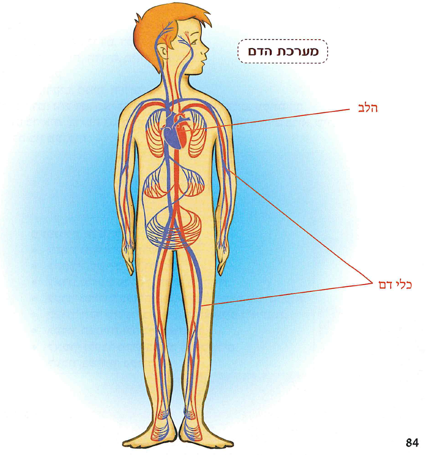 (בספר תרשים, היעזרו במנחה:) מערכת הדם